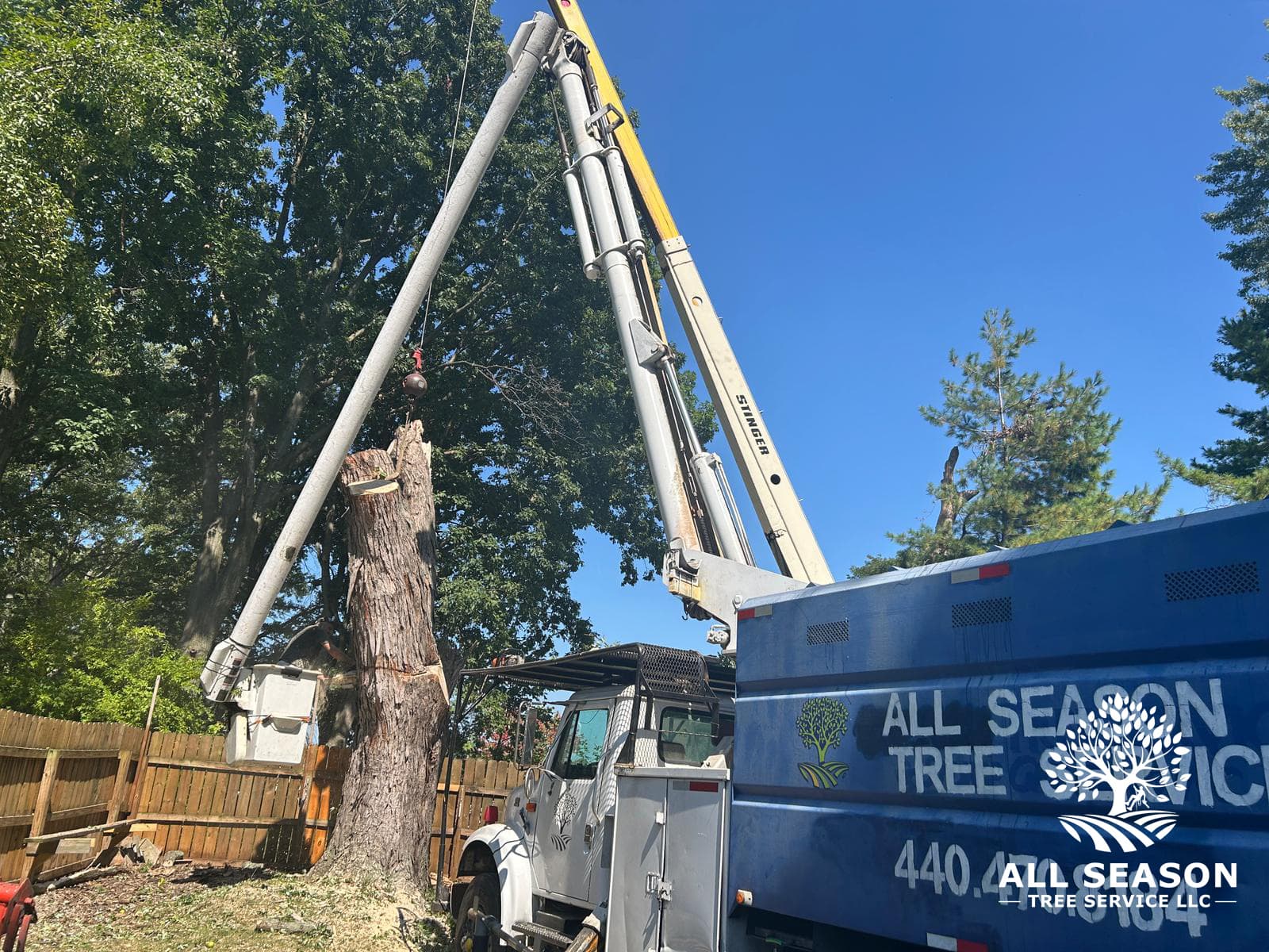 Tree Cabling & Bracing