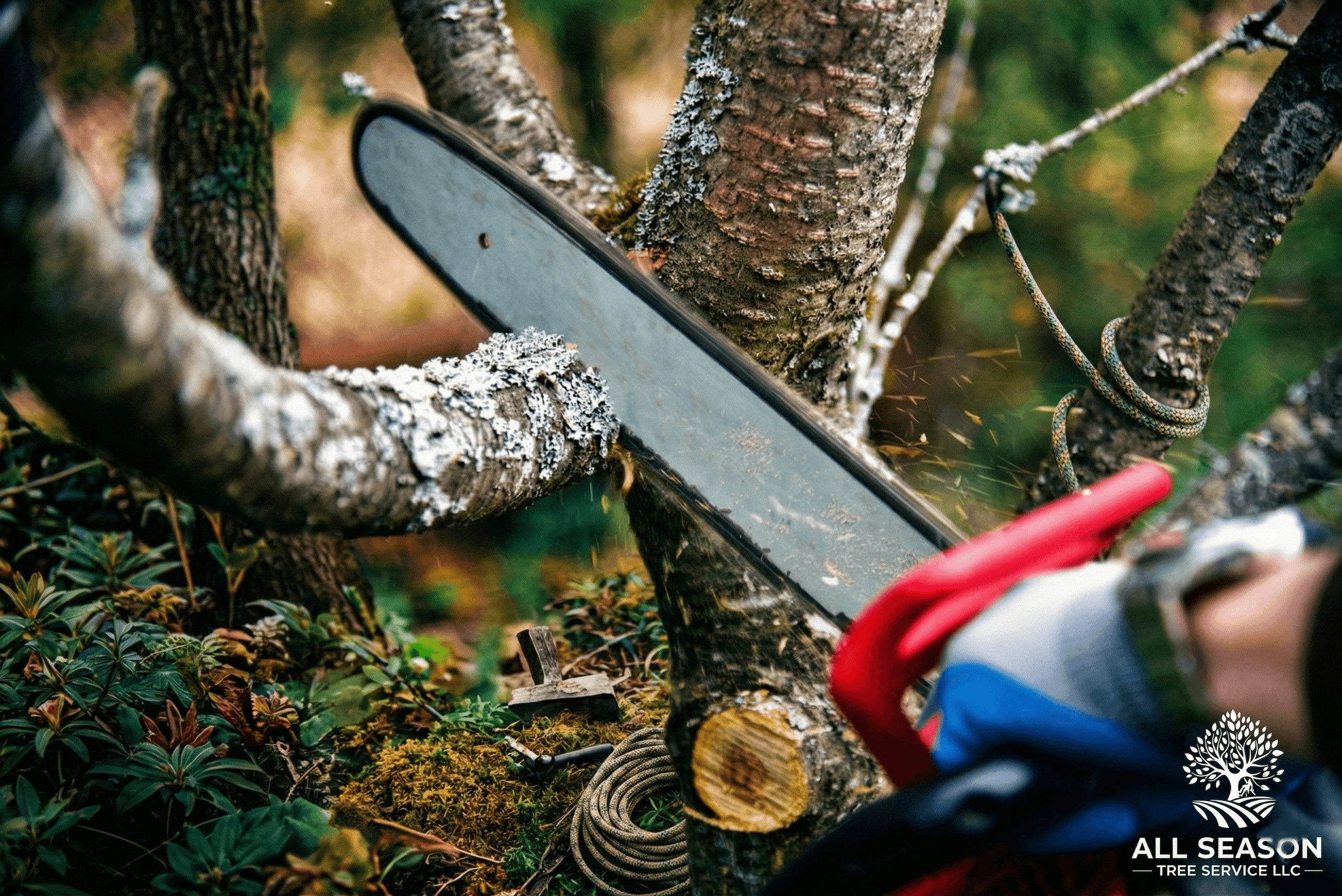 Commercial Tree Service