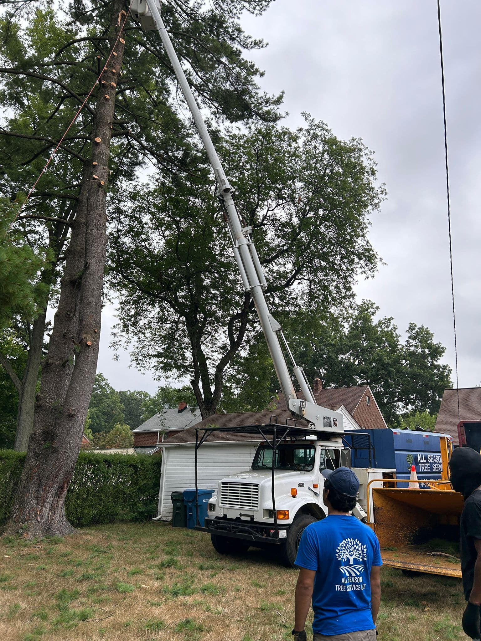 Stump Grinding — Westlake