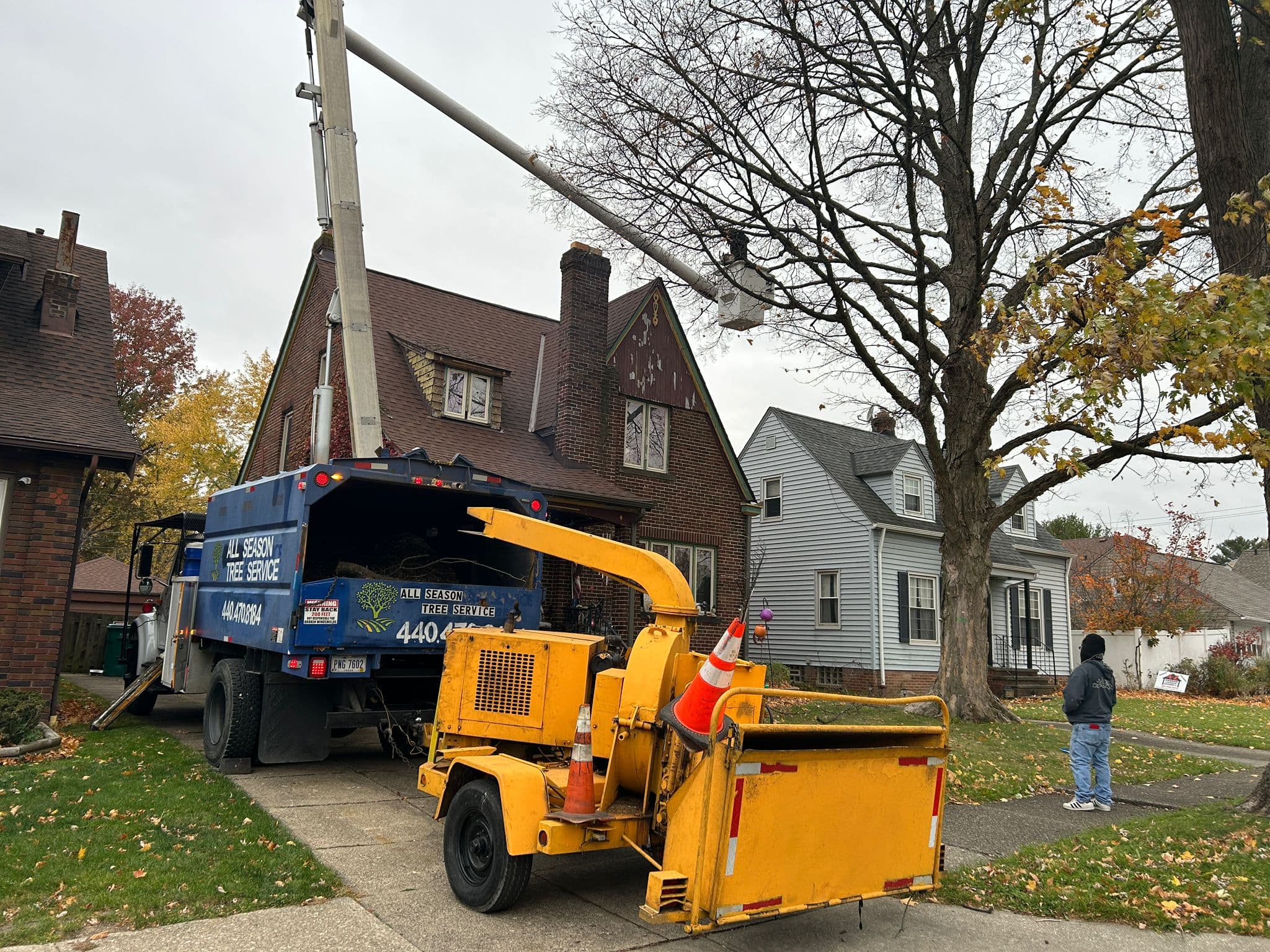Large Oak Removal
