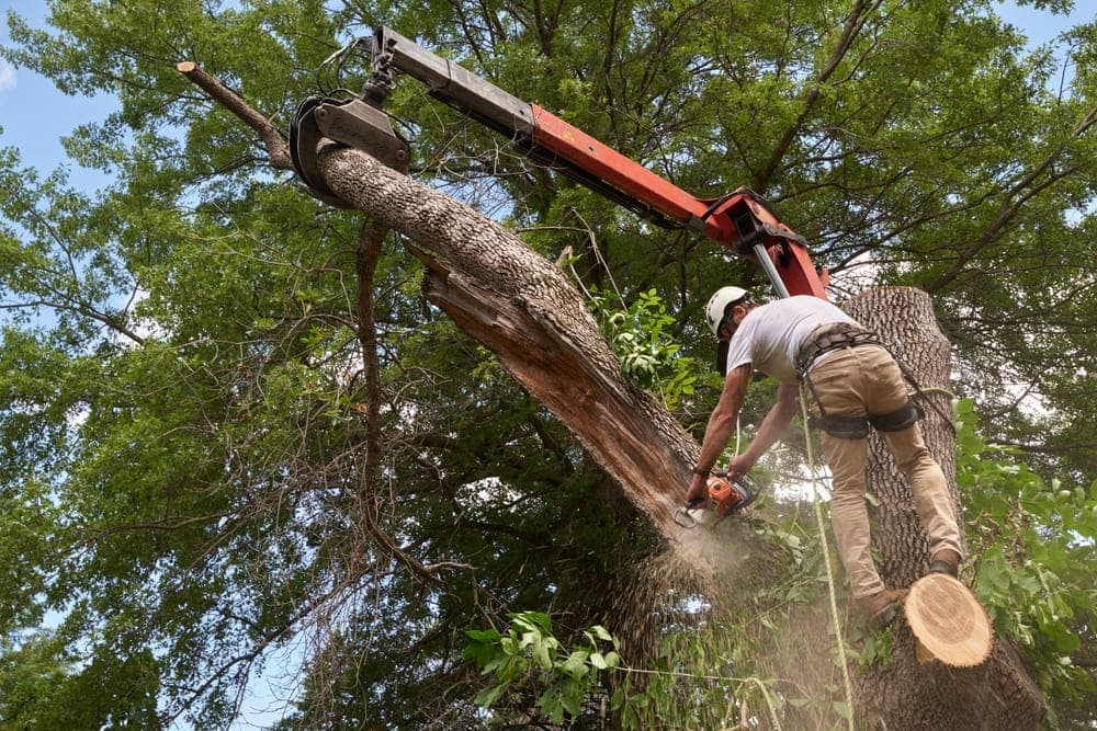Professional Tree Services Cleveland