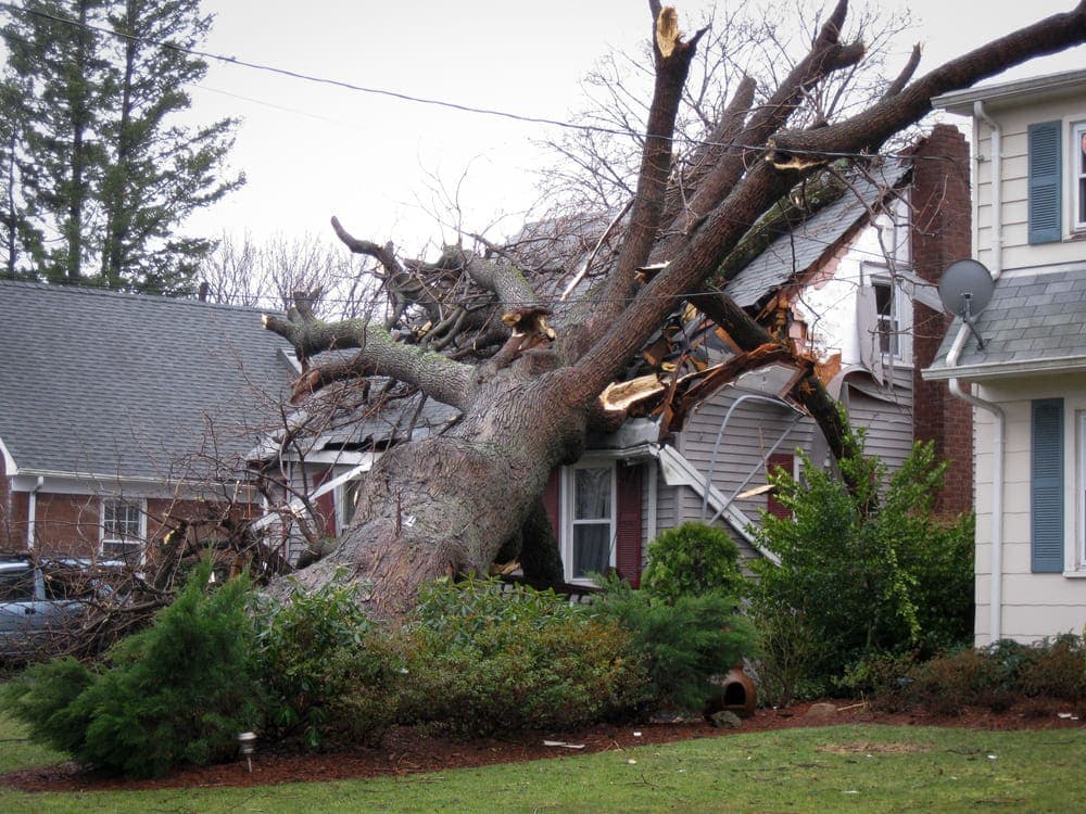 West Side Cleveland Tree Service