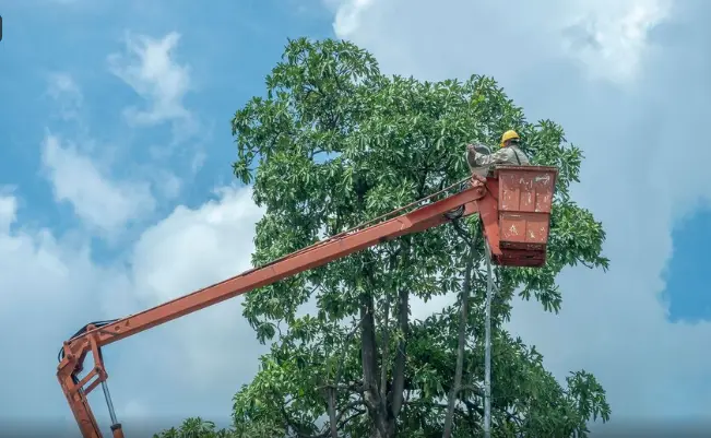 How Much Does it Cost to Remove a Tree in Cleveland?