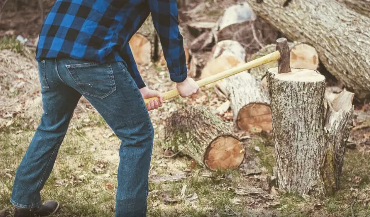 What is the Cheapest Time of Year for Tree Removal?