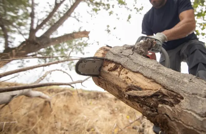 What month is best for tree removal?