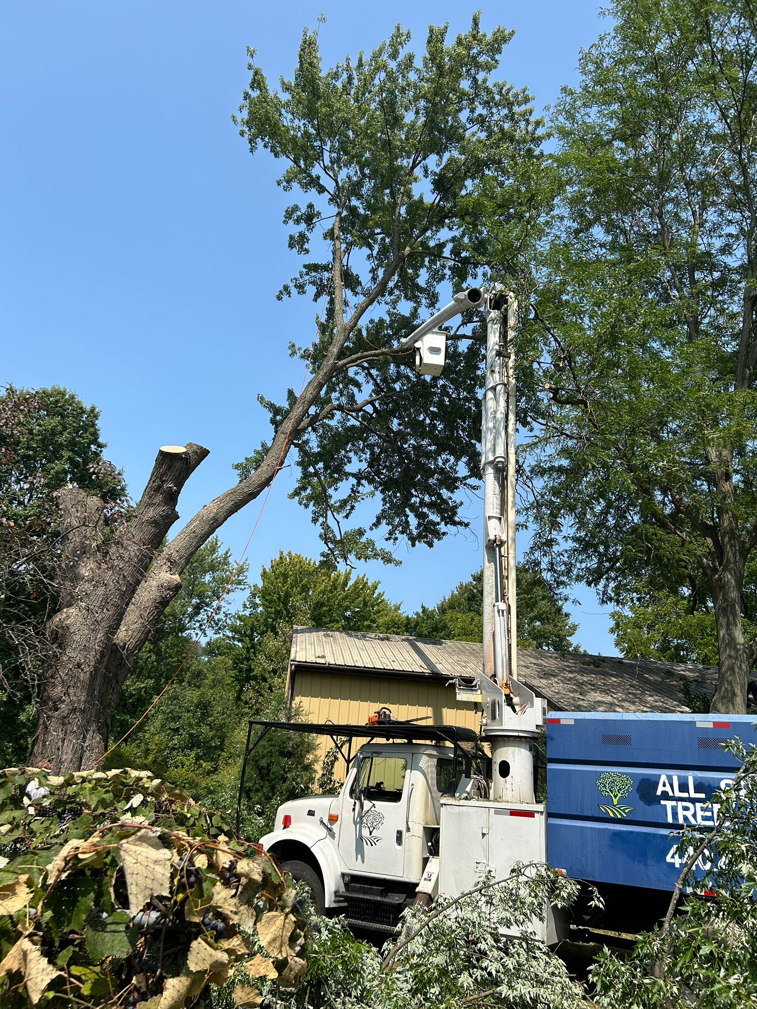 Do I need a permit to cut down a tree on my property in Ohio?