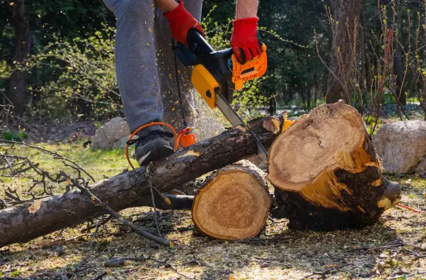 A man is Removing a tree